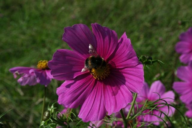 How to Grow Flowers for Cutting