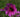 How to Grow Flowers for Cutting