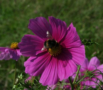 How to Grow Flowers for Cutting