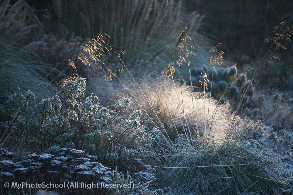10 Reasons to Take a Gardening Course in February