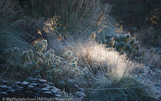 10 Reasons to Take a Gardening Course in February