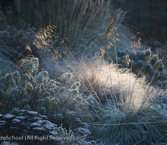 10 Reasons to Take a Gardening Course in February
