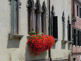 Venetian Gardening: window boxes, balconies and climbers