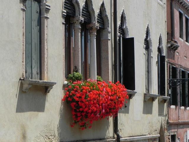Venetian Gardening: window boxes, balconies and climbers
