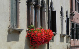 Venetian Gardening: window boxes, balconies and climbers