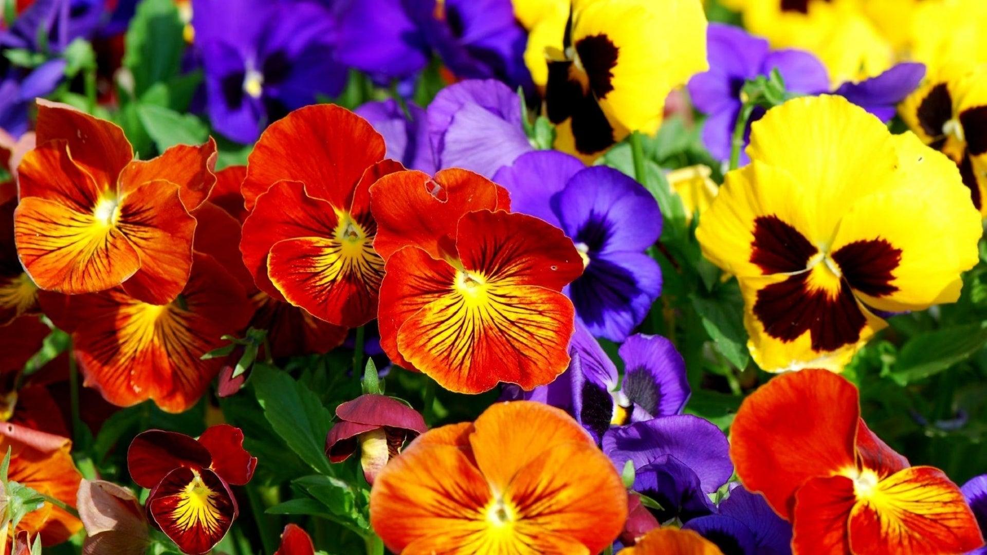 What to Plant in Pots for Spring Colour