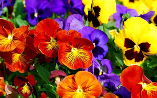 What to Plant in Pots for Spring Colour