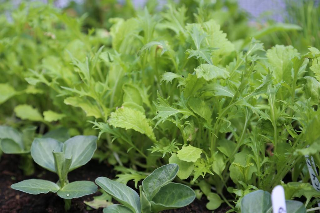 Harvesting the first salad leaves and growing climbing French beans