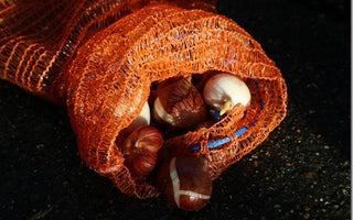 My top ten excuses for escaping into the garden over Christmas