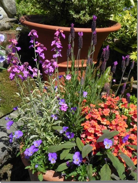 Pots of Summer Colour