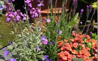 Pots of Summer Colour