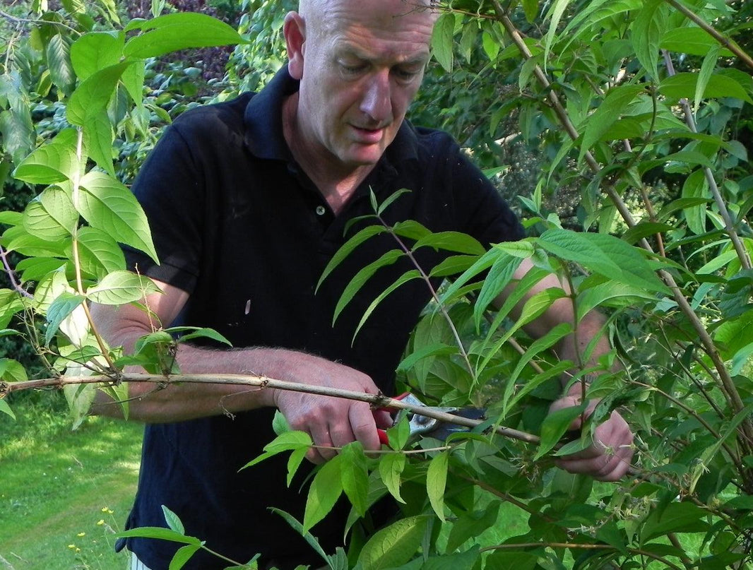 Early Summer Garden Maintenance