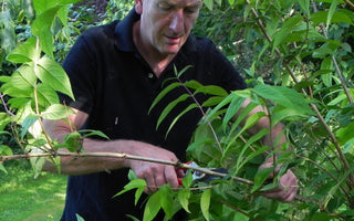 Early Summer Garden Maintenance