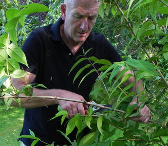 Early Summer Garden Maintenance