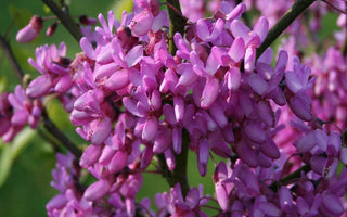 Andy’s Christmas Hortiquiz