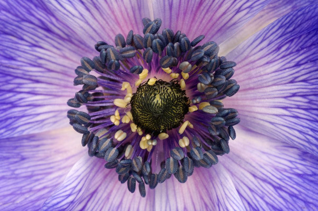 Flower Photography