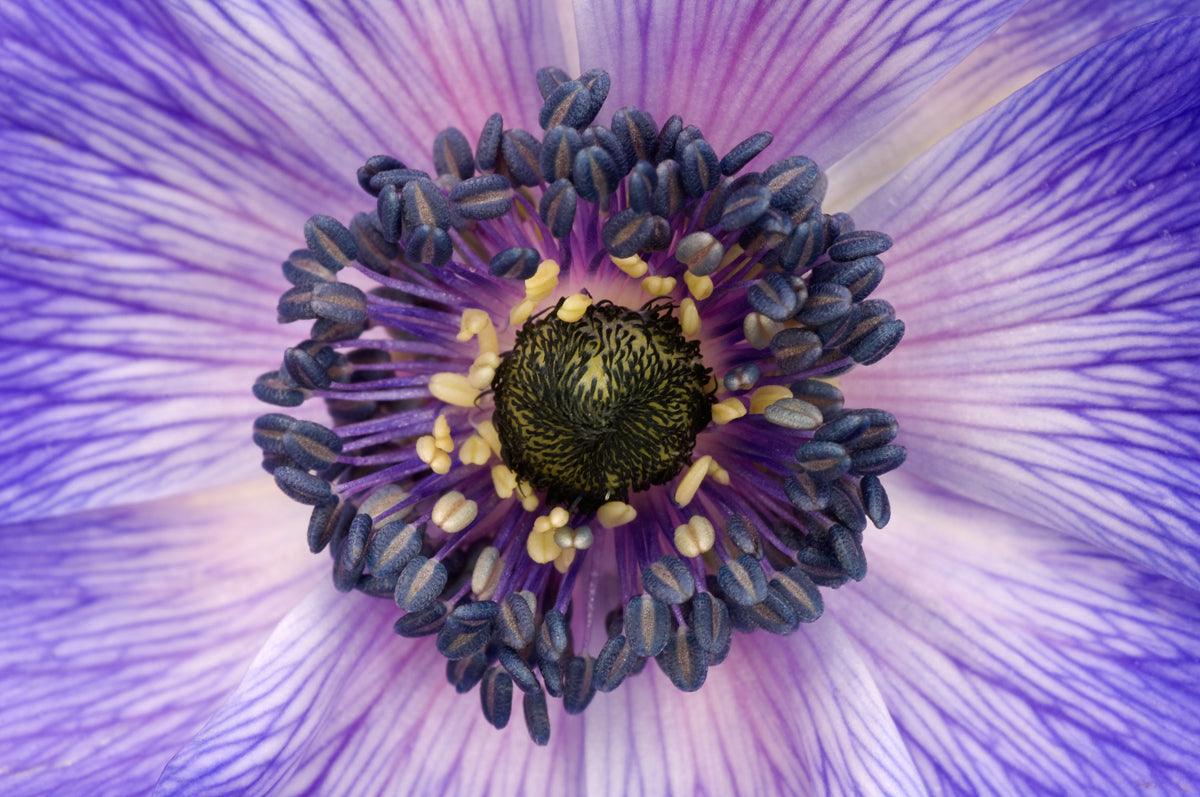 Flower Photography