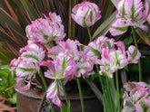 Planting Tulips for impact: long lasting varieties and colour blends