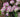 Planting Tulips for impact: long lasting varieties and colour blends