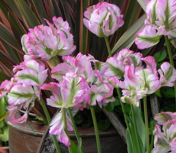 Planting Tulips for impact: long lasting varieties and colour blends