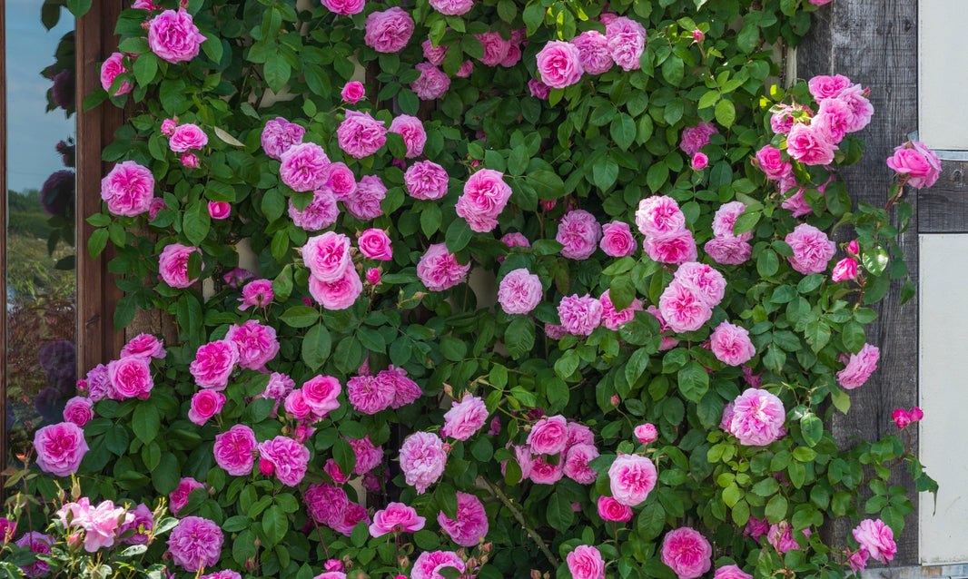 The Fragrance of Roses
