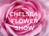 How to Prepare Show Plants for Chelsea Flower Show
