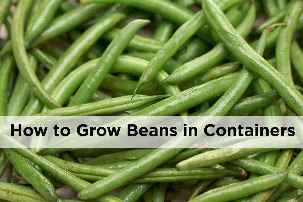 How to grow beans in pots and containers