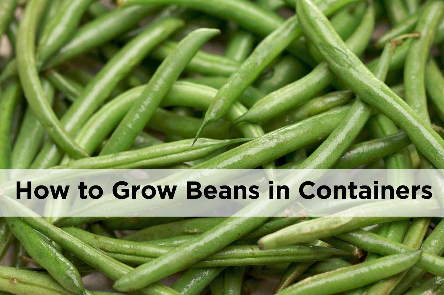 How to grow beans in pots and containers