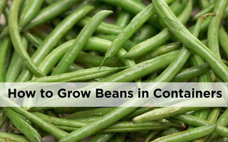 How to grow beans in pots and containers