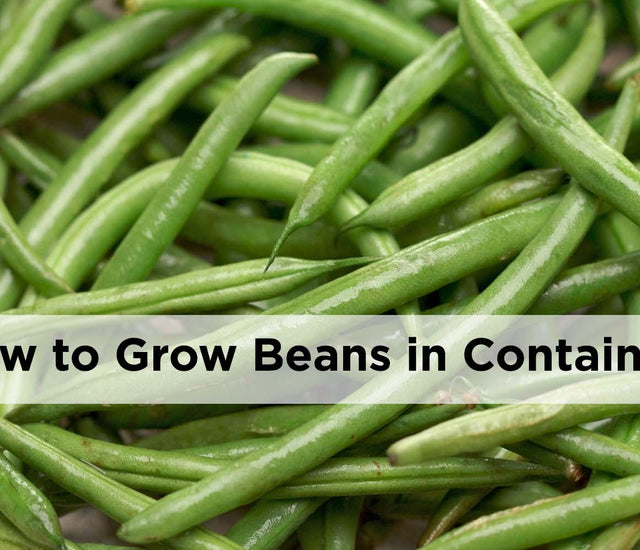 How to grow beans in pots and containers – Learning with Experts