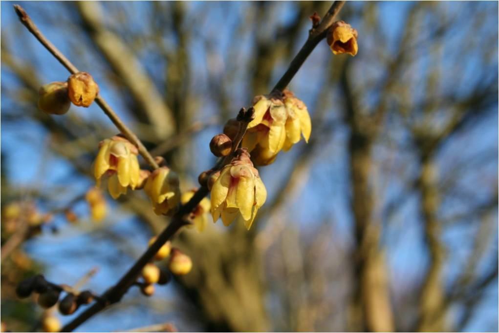 Winter fragrance &ndash; scented plants for the winter garden