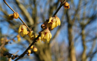 Winter fragrance &ndash; scented plants for the winter garden