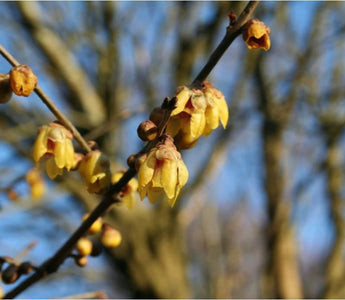 Winter fragrance &ndash; scented plants for the winter garden