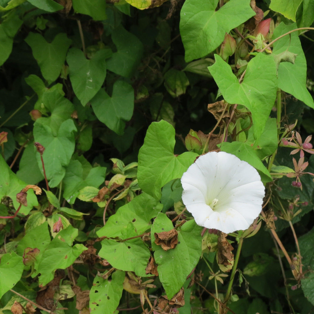 Three ways to tackle bindweed (without the chemicals)