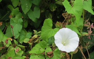 Three ways to tackle bindweed (without the chemicals)