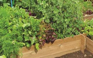 Raised Vegetable Beds