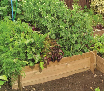 Raised Vegetable Beds