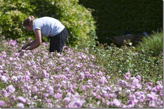 Is horticulture a cause worth supporting?