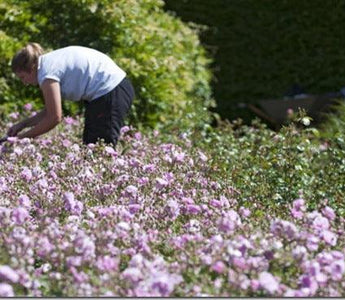 Is horticulture a cause worth supporting?