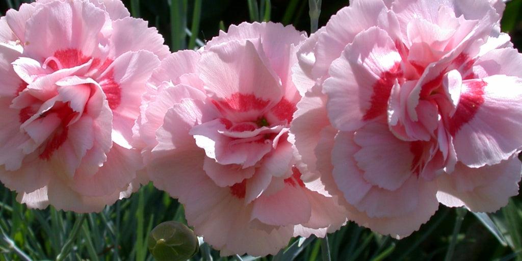 Whetman Pinks; An interview with Carolyn Bourne
