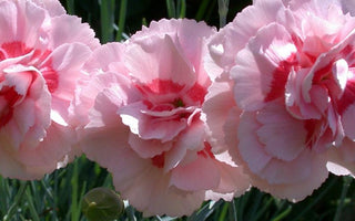 Whetman Pinks; An interview with Carolyn Bourne