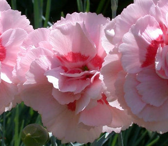 Whetman Pinks; An interview with Carolyn Bourne
