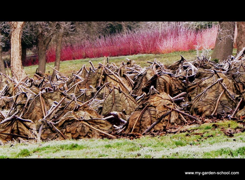 A walk in the Winter Garden; The Savill Garden - The Royal Landscape