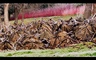 A walk in the Winter Garden; The Savill Garden - The Royal Landscape