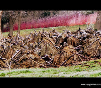 A walk in the Winter Garden; The Savill Garden - The Royal Landscape