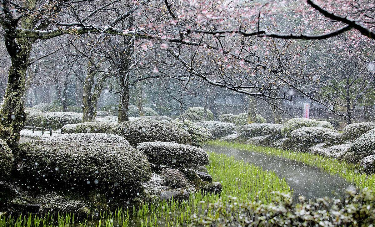 The Gardener's Garden:  Exclusive Gardening Book Preview