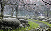 The Gardener's Garden:  Exclusive Gardening Book Preview