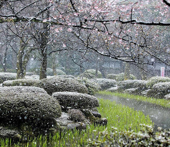 The Gardener's Garden:  Exclusive Gardening Book Preview