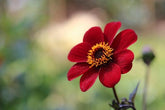 Dahlias: Dazzling late summer colour; wonderful flowers for cutting