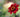 Dahlias: Dazzling late summer colour; wonderful flowers for cutting